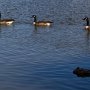 <p align=left>Bernaches et canards se promènent toute la journée d'étang en étang. Ne partiront pas dans le sud, celles-là, elles y sont déjà!